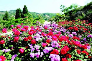 青岛齐长城月季山