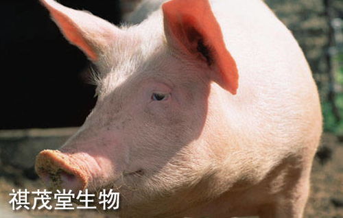 近期重庆猪价波动大，未来几周猪价是否会持续上涨？