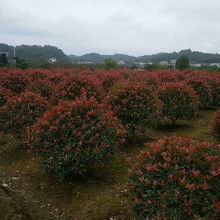 红叶石楠：园林景观的点缀之美