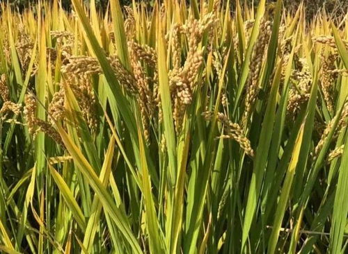 丙环唑对产量和品质的影响