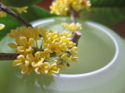桂花何时盛开？教你几招