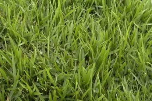 结缕草种子播种时需要注意什么才能确保种植成功并保持草皮美观