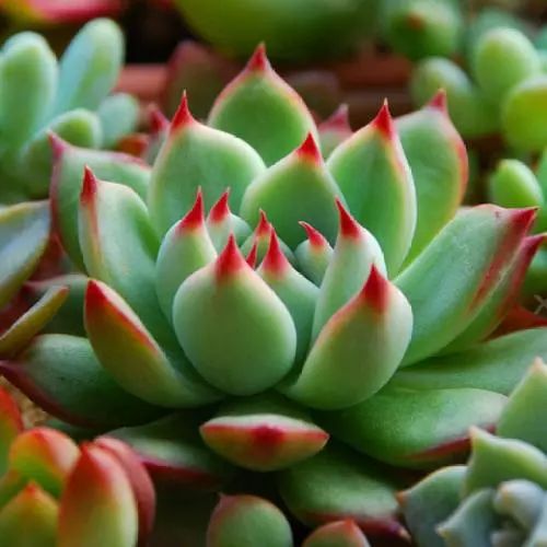 多肉植物适合什么土壤成分和比例的种植