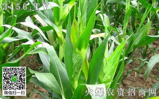 如何选择合适的时间段使用除草剂