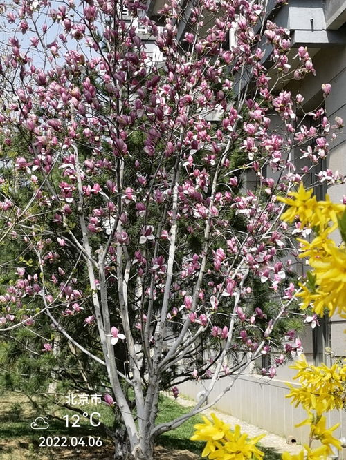 四月盛开的花朵中，哪种最迷人