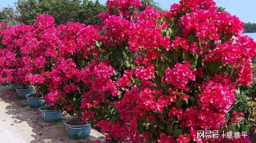 室外红花植物， 新手种植者的福音