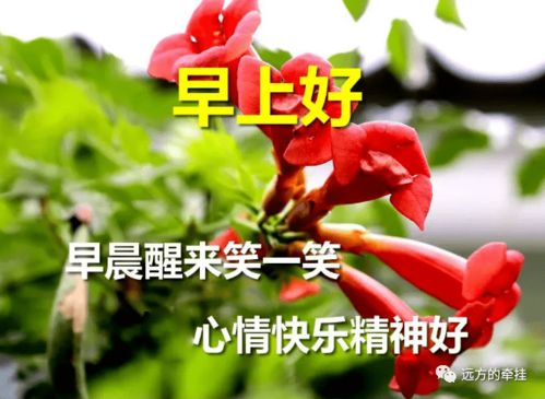 什么是快乐幸运月季？