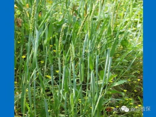 红小豆除草剂：那些神奇的功效