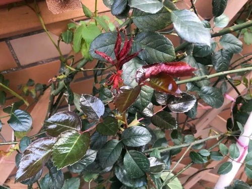 施肥深度也重要：不要过深或过浅