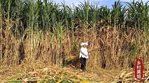 寻找70天内产量高的草料品种