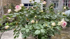 月季缺钾，你知道吗？