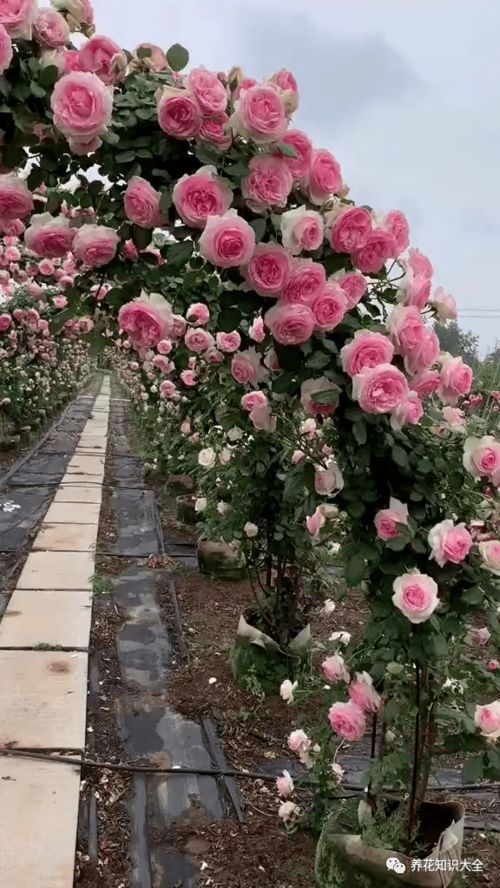 罗衣藤本月季：美丽与香气的双重盛宴