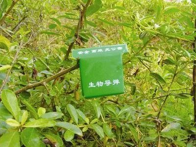 十二、 套袋前1-2天