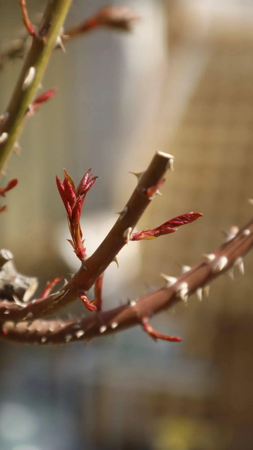 抹芽的技巧，你掌握了吗？