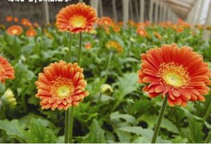 非洲菊：常见切花， 颜色丰富