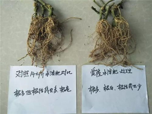 影响它的小秘密