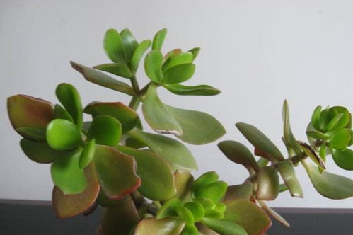 玉树扦插，浇水学问大