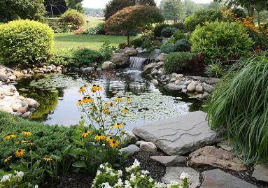 公园为何老种这几种植物？