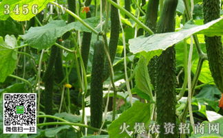 如何科学管理黄瓜，使其结瓜多且提高产量