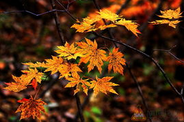 颜色蕞丰富的枫树是哪个