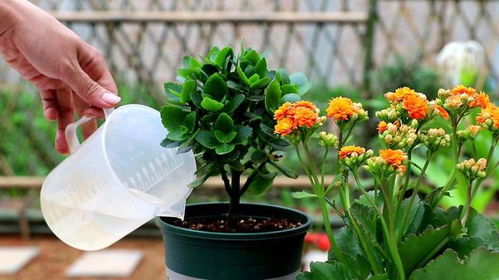 一边，加强玫瑰花日常管理，高植株抵抗力，减少病虫害发。