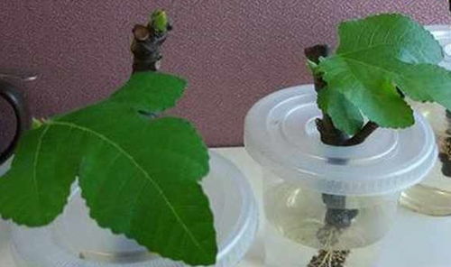 薄荷种子怎么种？如何让它们在土壤中生根发芽