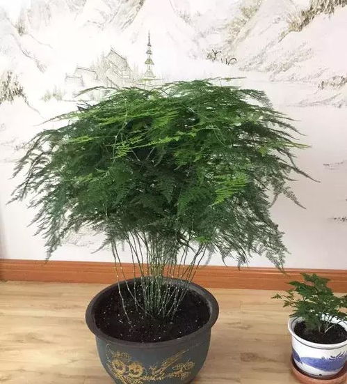 如何让文竹茂盛生长？新手也能养爆盆的秘诀是什么