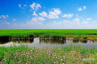 湿地公园里的自然景观， 美得像童话世界