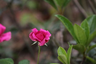 广州路边红花种类繁多，这个覆盖95%常见品种的指南，嫩帮我认全吗？