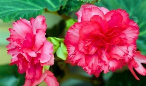 规格差异：球根海棠的价格波动原因