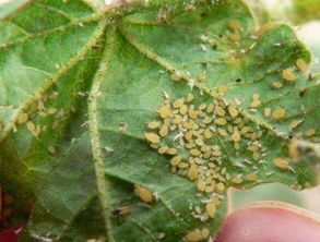 防治效果， 我们来评测一下