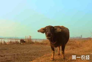 鲁西黄牛养殖中，霉牧草中毒问题频发