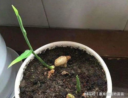 环境不适宜， 芽儿不乐意长