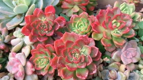 嫁接树状月季的疑惑解答