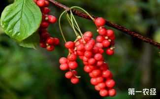 一、五味子种子不发芽的常见原因
