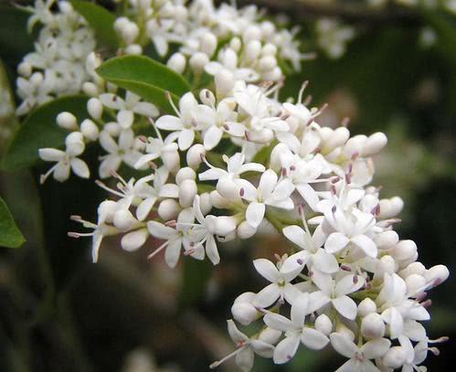 我的杏核种植经历