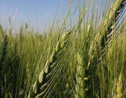 扁豆：耐旱的坚强战士