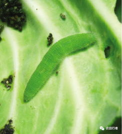 新手如何正确使用甲维盐？