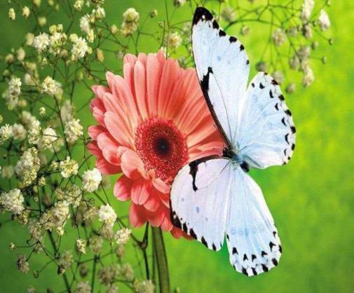 蝴蝶茉莉的生长魔法