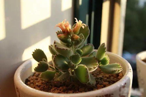 莲花掌开花后如何巧妙修剪