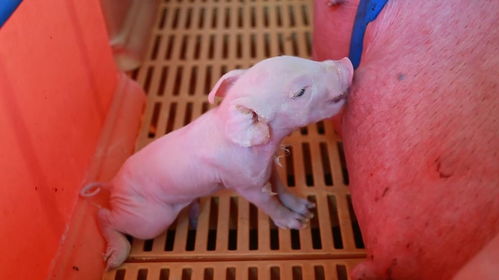 母猪接产不规范问题为何屡禁不止？