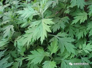 种植技巧：浇水、施肥，简单易懂