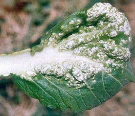 病原菌的身份揭晓