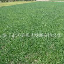进口草坪种子，要选对品种