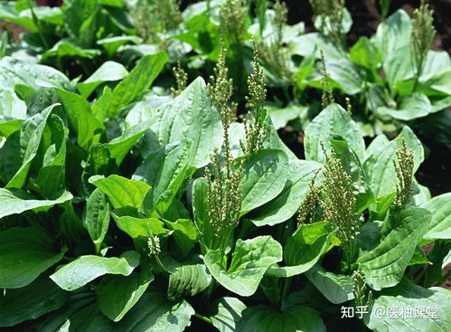 车前草：揭秘天然治疗猪病的神奇草药！