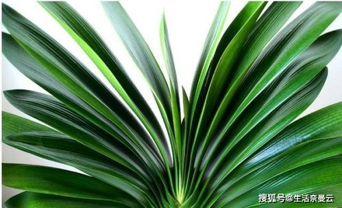 种植君子兰的小技巧