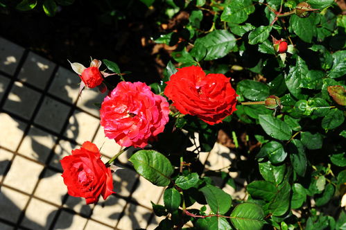 冬季也能绽放？揭秘玫瑰的冬季成活秘籍！