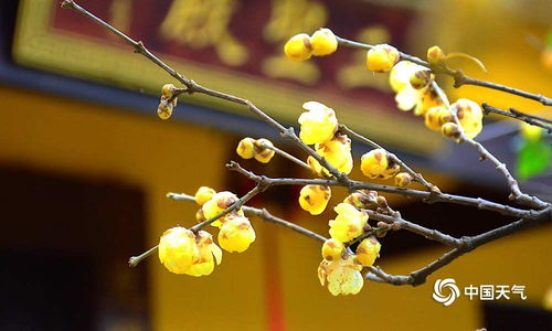 冬日花卉爆款：腊梅绽放，多彩冬日韵律