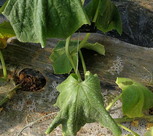 黄瓜叶子发黄， 烂根的烦恼