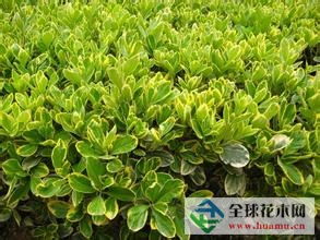 如何保持金边黄杨根部湿润， 避免烂根